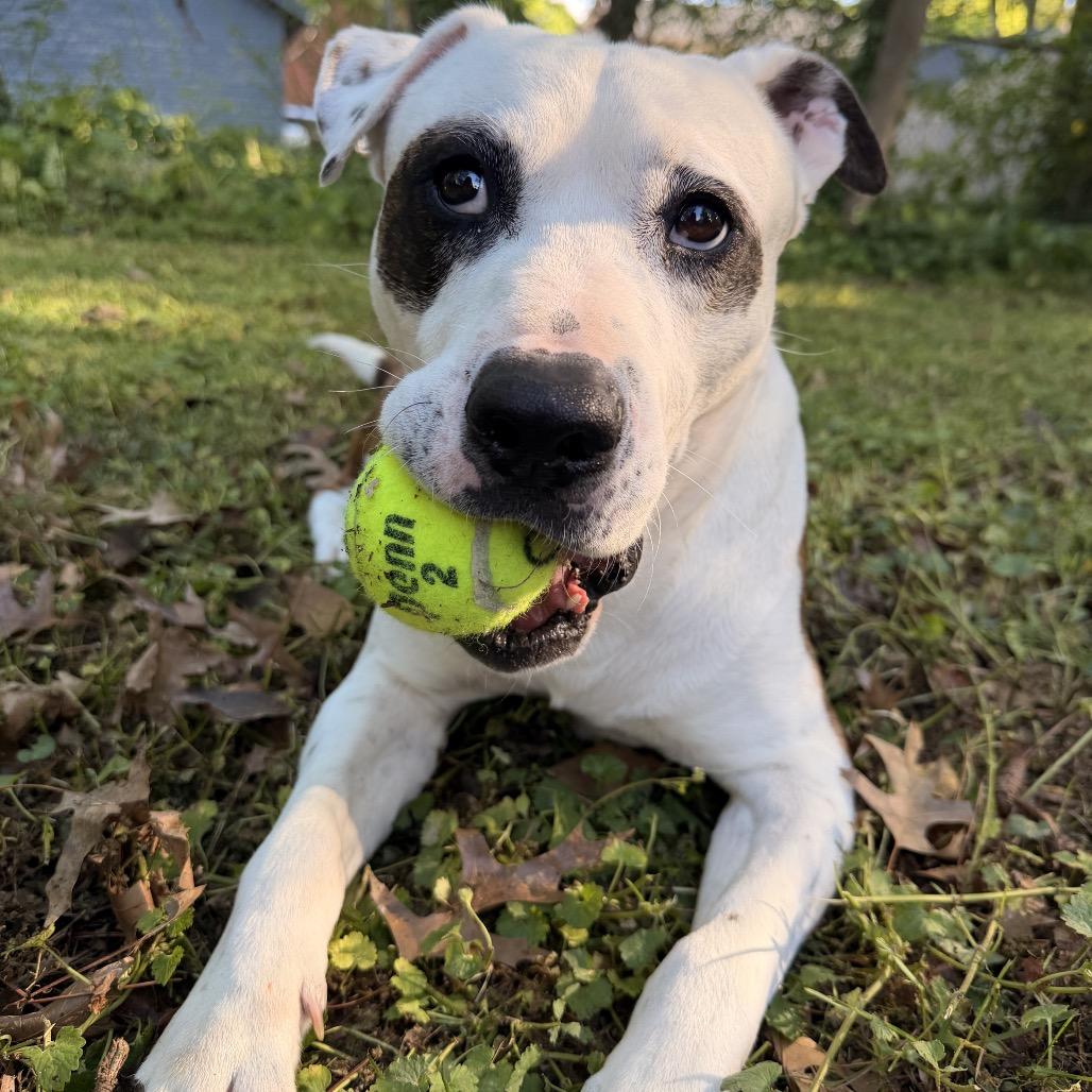Hashtag, a Adoptable Mixed Breed in Winston-Salem, NC image 6/6