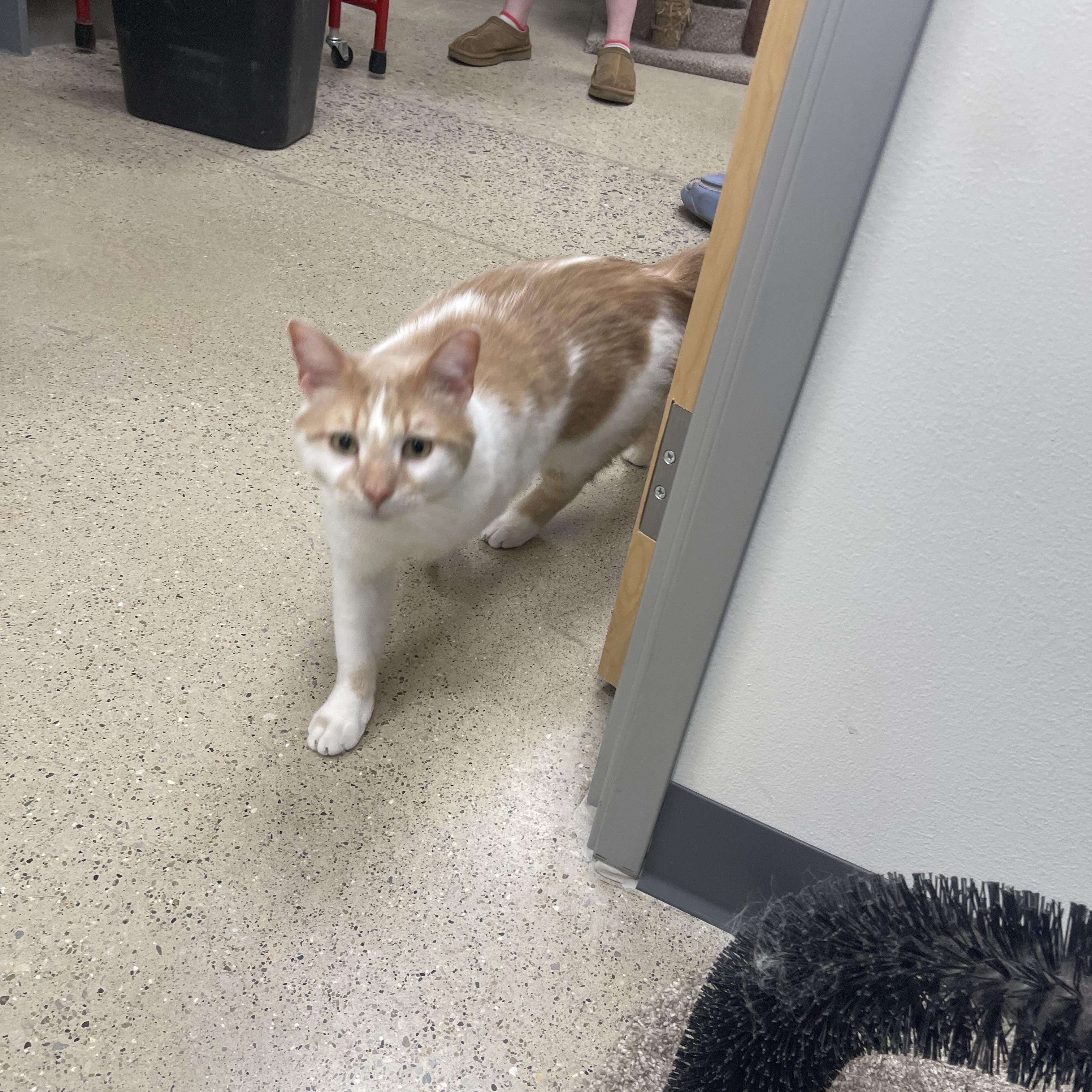 Murray, ADOPTABLE, Adult Male Domestic Short Hair.