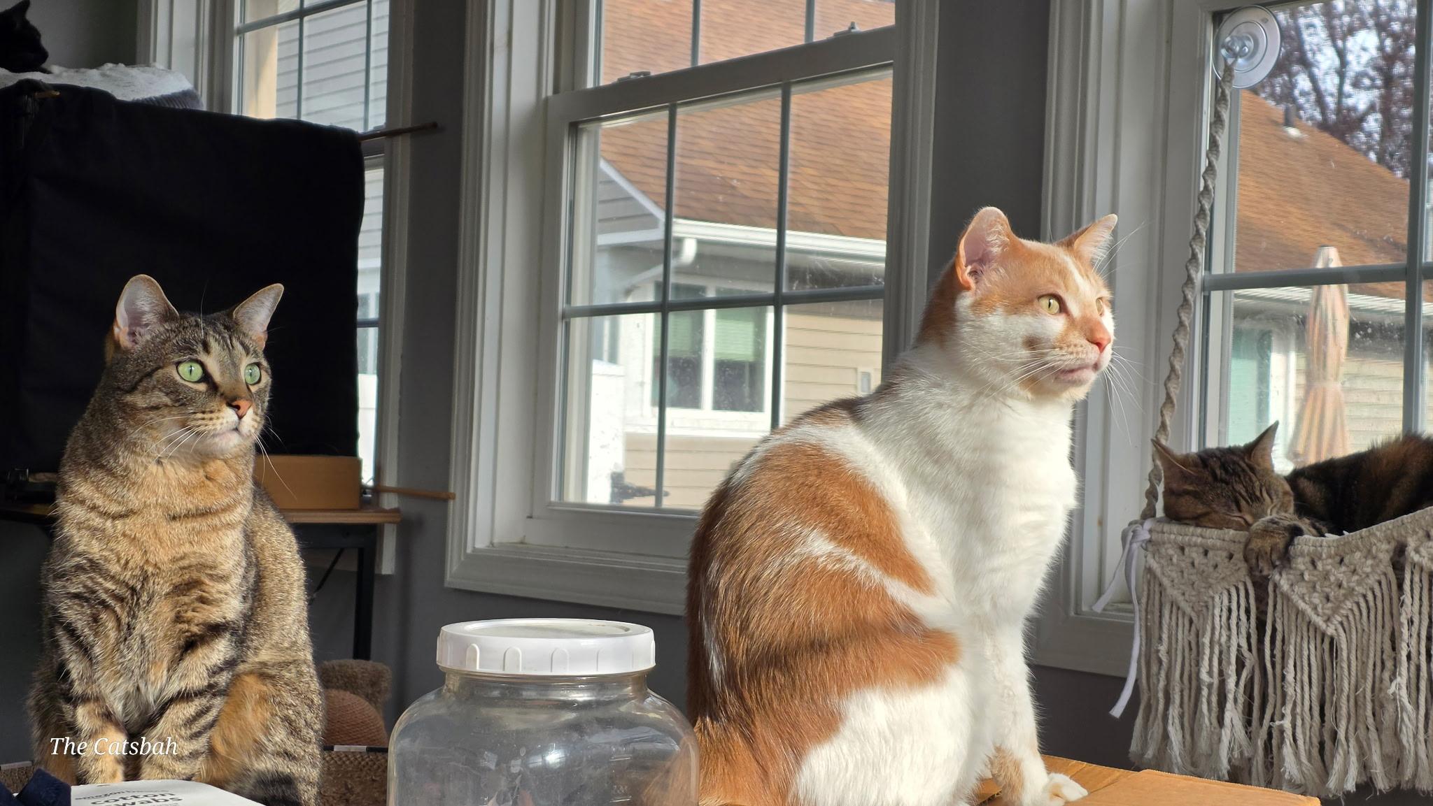 Enlarge Murray, a ADOPTABLE Domestic Short Hair in Highland, IN image 4/6