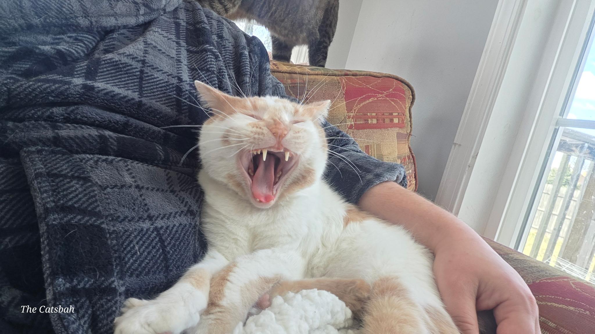 Enlarge Murray, a ADOPTABLE Domestic Short Hair in Highland, IN image 2/6
