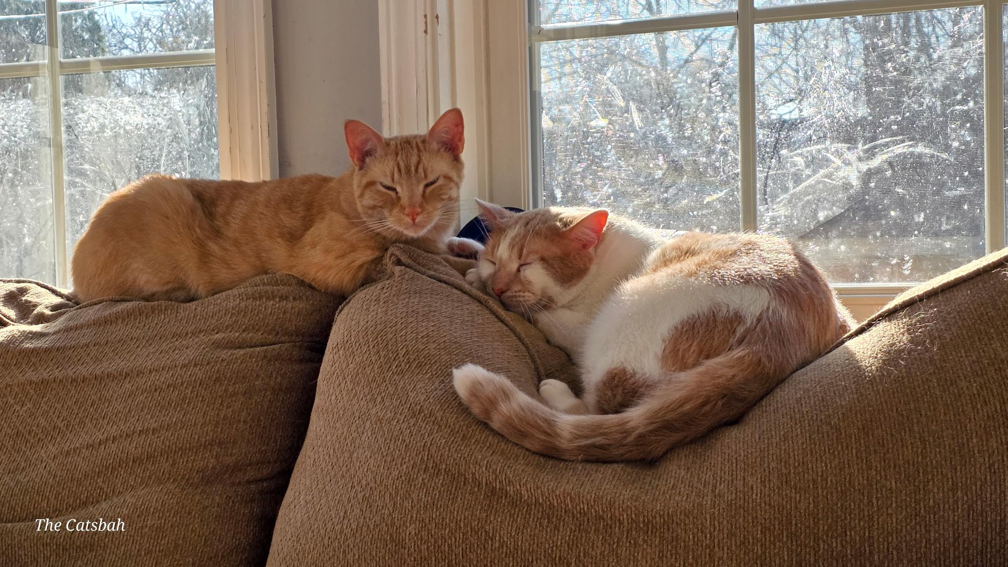 Enlarge Murray, a ADOPTABLE Domestic Short Hair in Highland, IN image 6/6