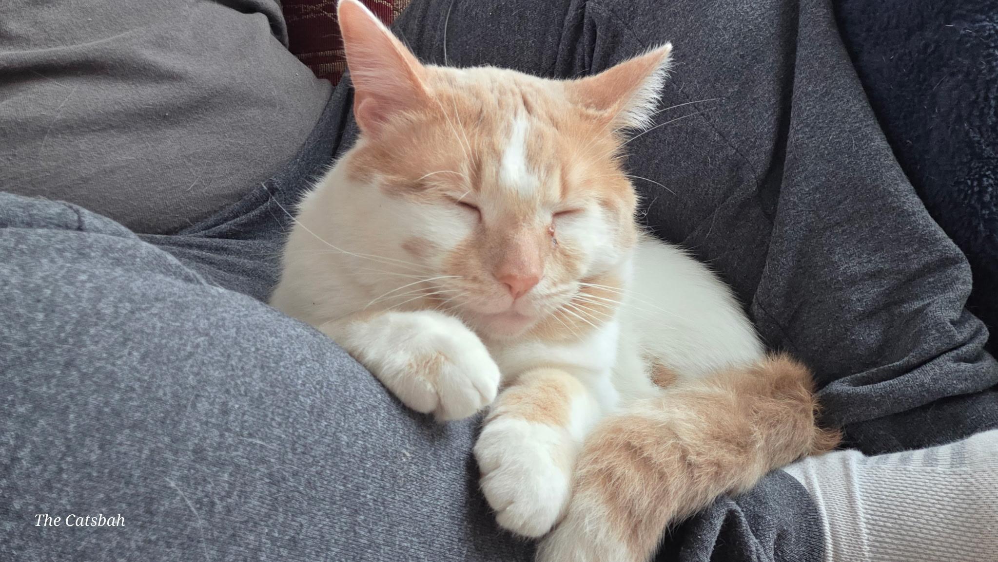 Enlarge Murray, a ADOPTABLE Domestic Short Hair in Highland, IN image 3/6