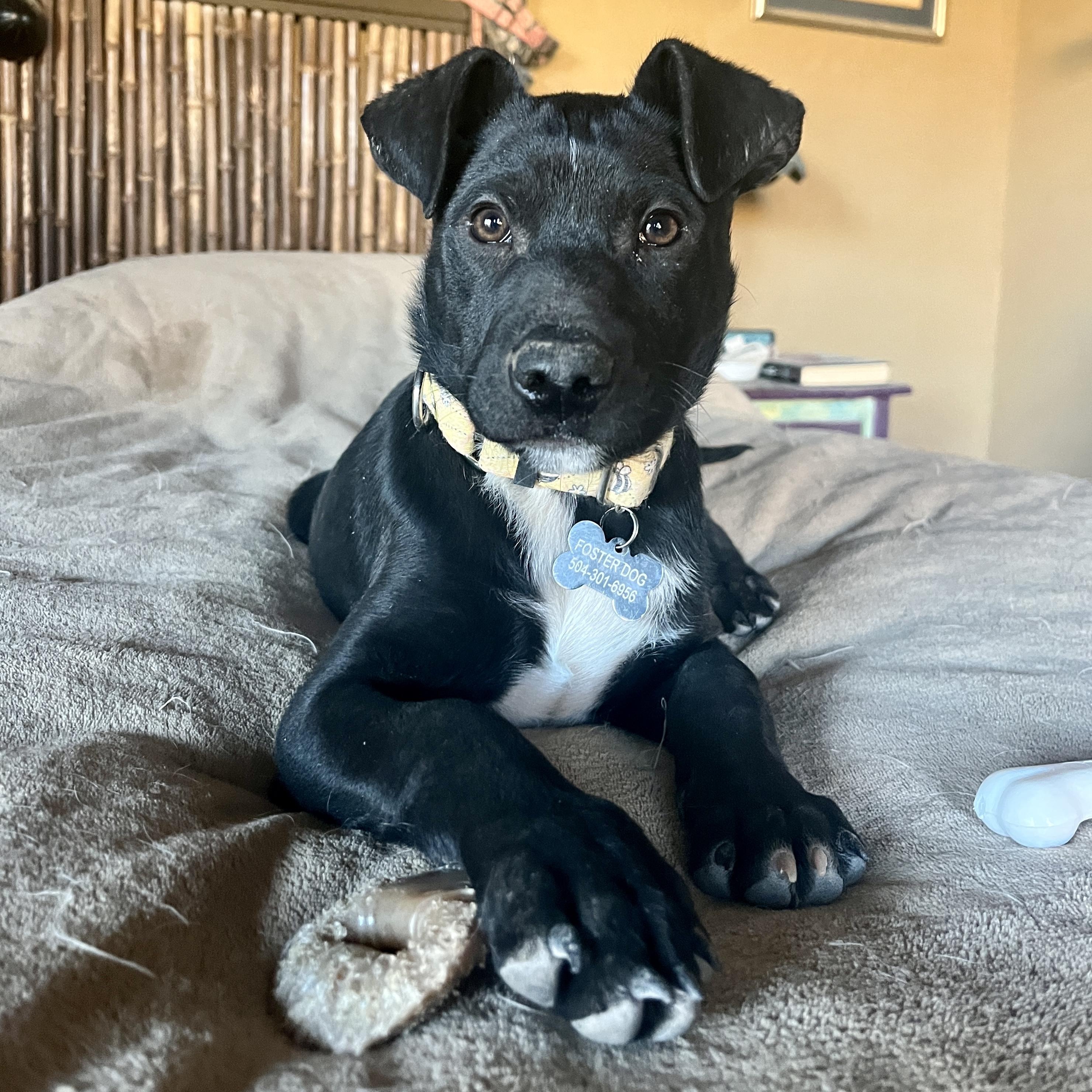 Enlarge Tato, a ADOPTABLE mixed breed in Marfa, TX image 1/6