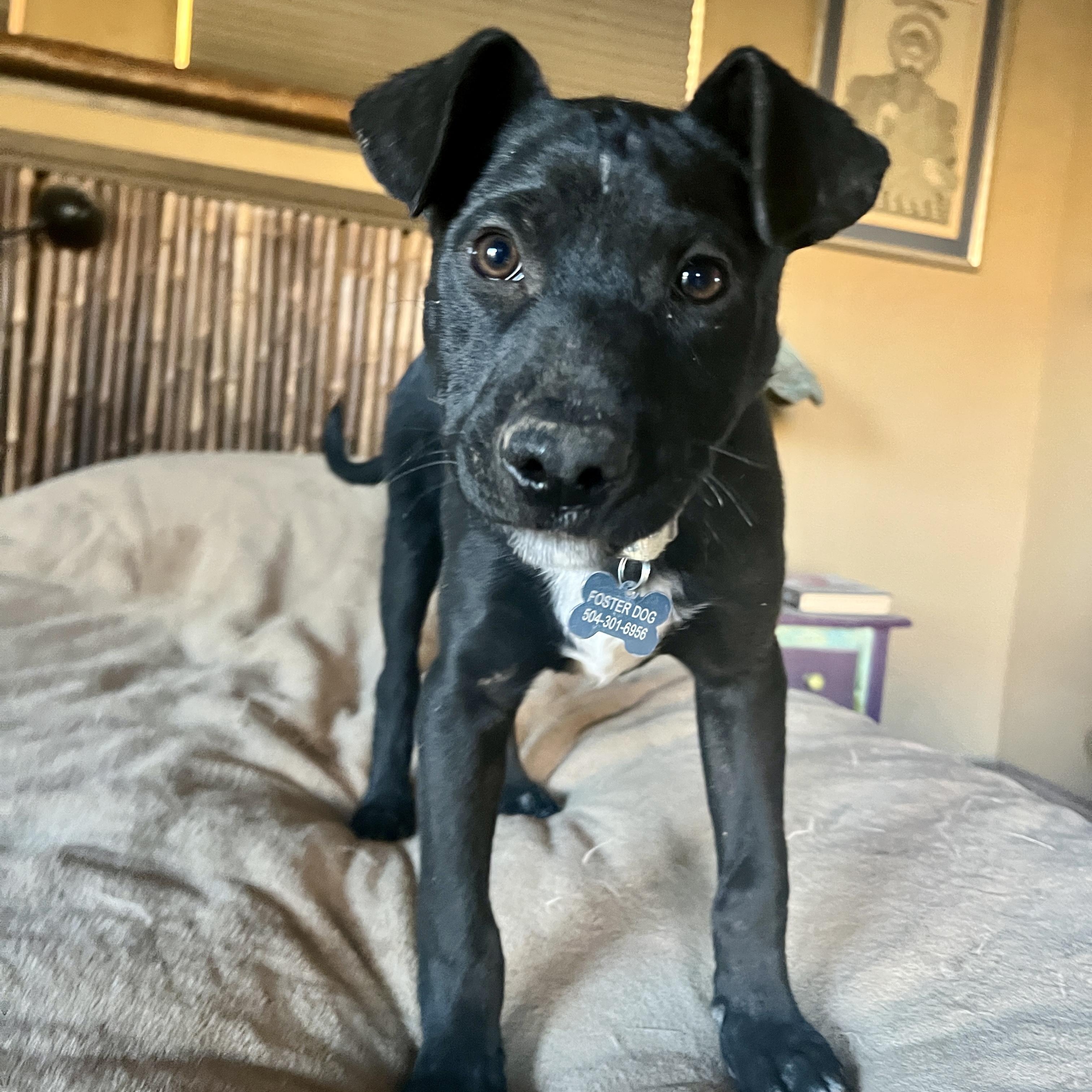 Enlarge Tato, a ADOPTABLE mixed breed in Marfa, TX image 3/6