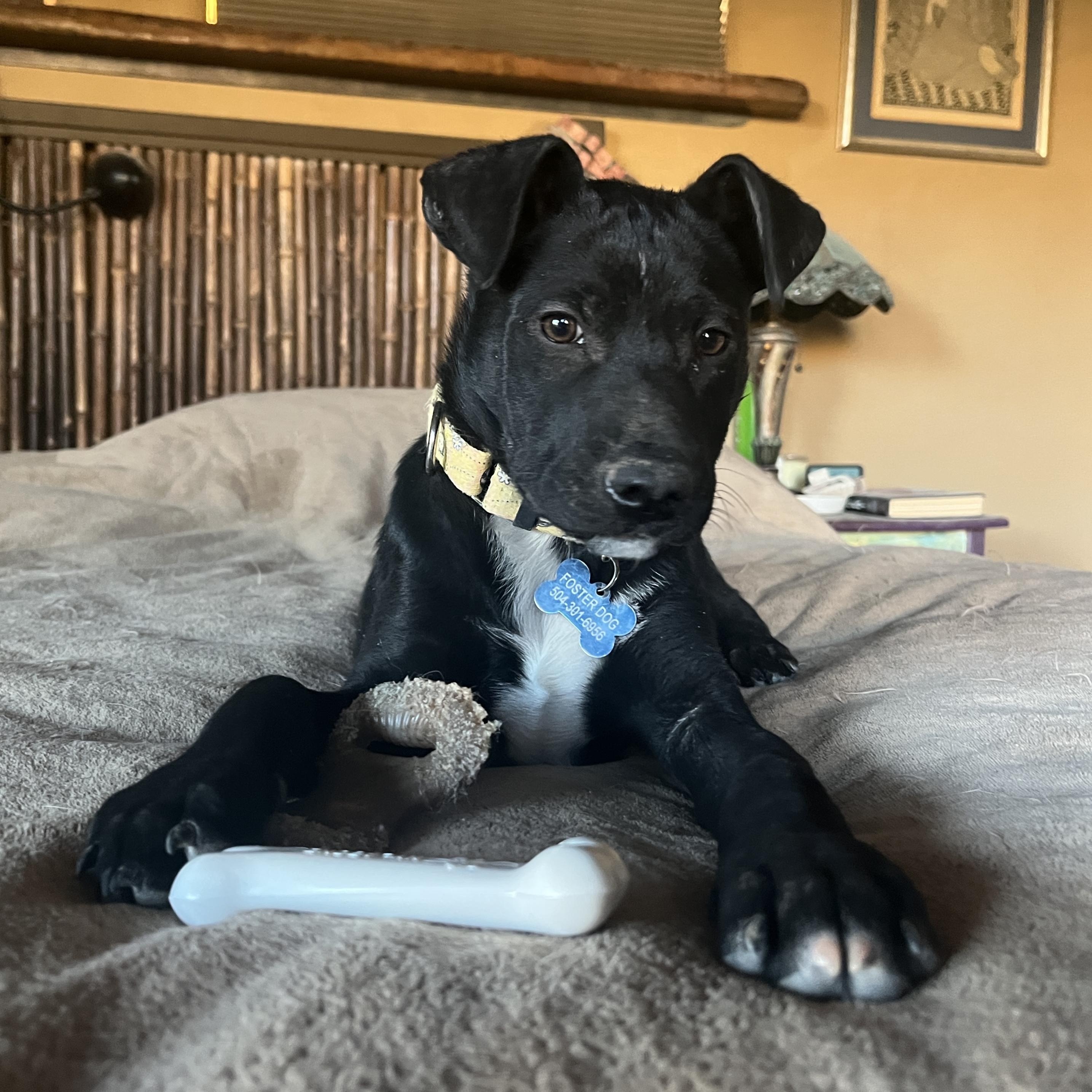 Enlarge Tato, a ADOPTABLE mixed breed in Marfa, TX image 6/6