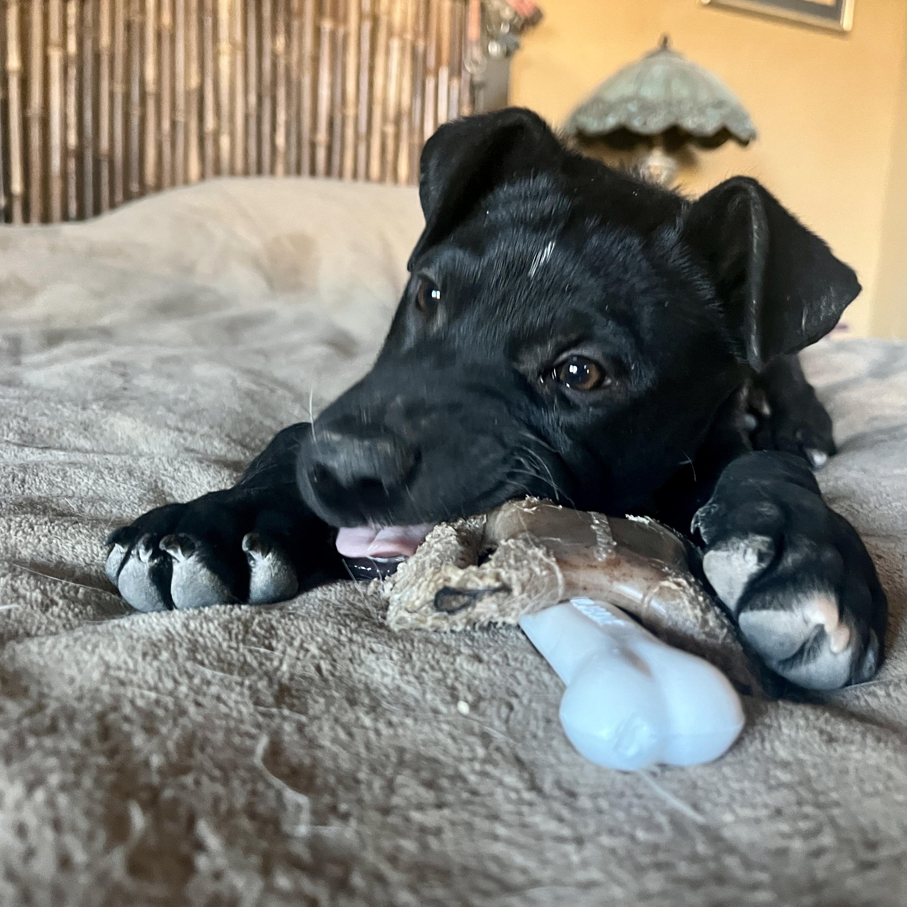 Enlarge Tato, a ADOPTABLE mixed breed in Marfa, TX image 5/6