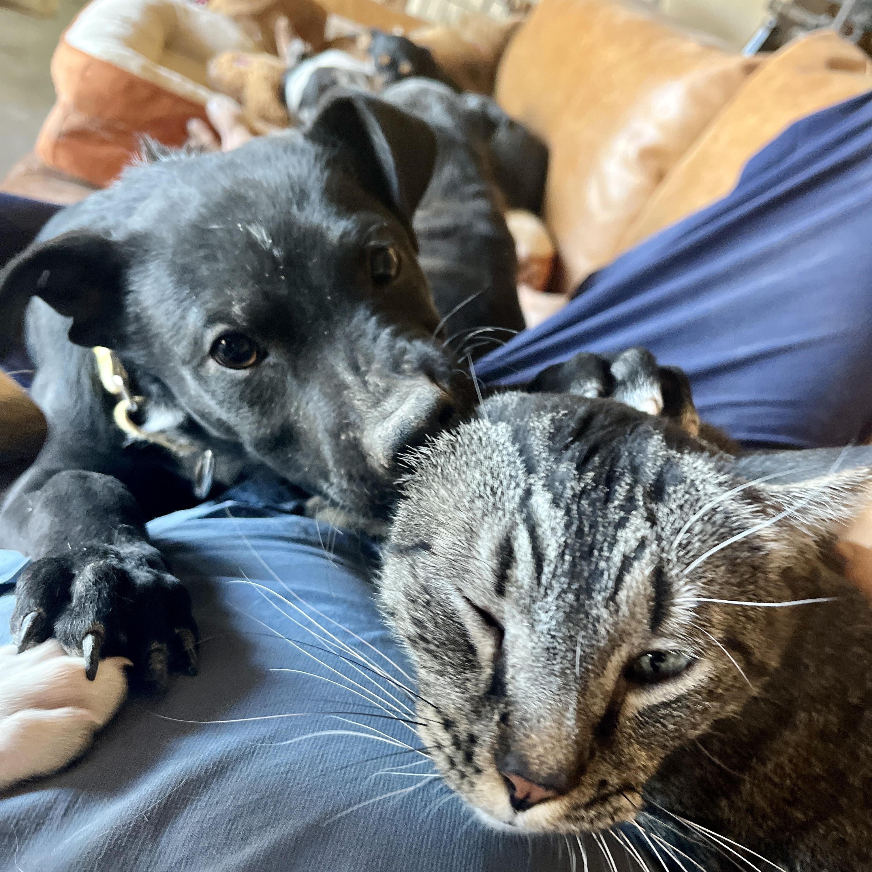 Enlarge Tato, a ADOPTABLE mixed breed in Marfa, TX image 2/6