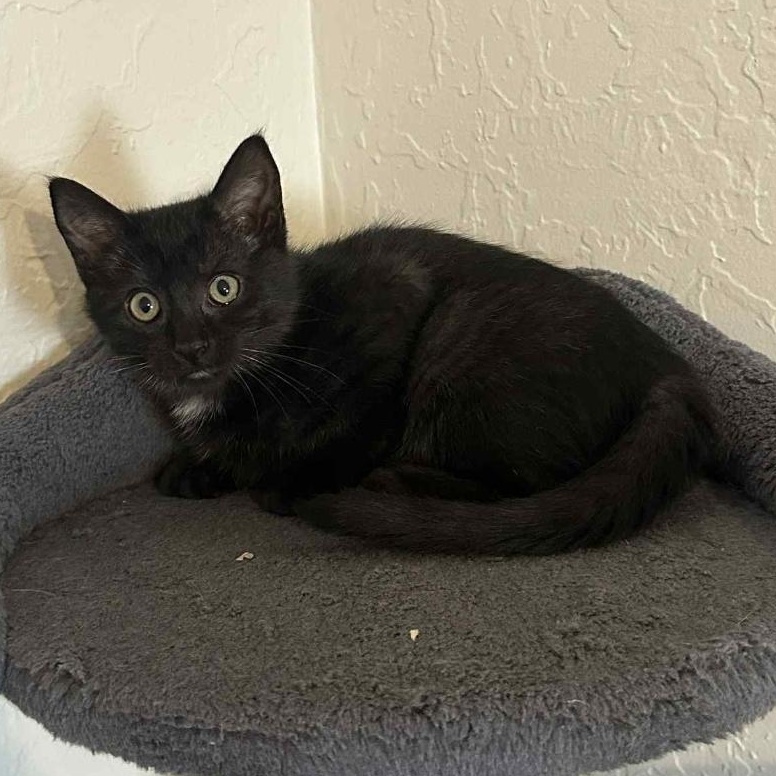 Cheesecake, Adoptable, Kitten Female Domestic Short Hair.