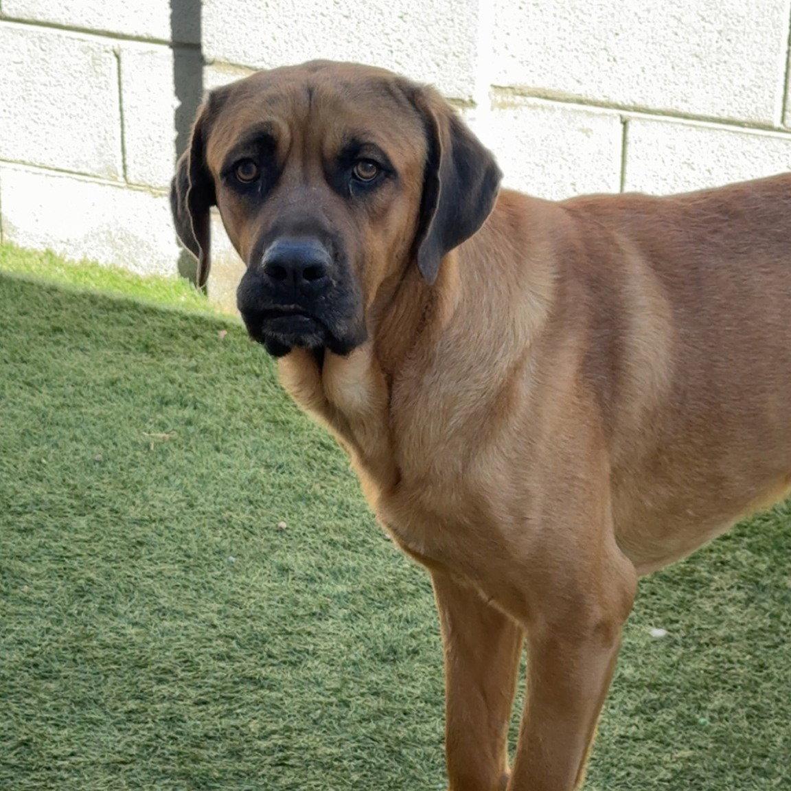 Butterscotch, Adoptable, Young Male Mastiff.