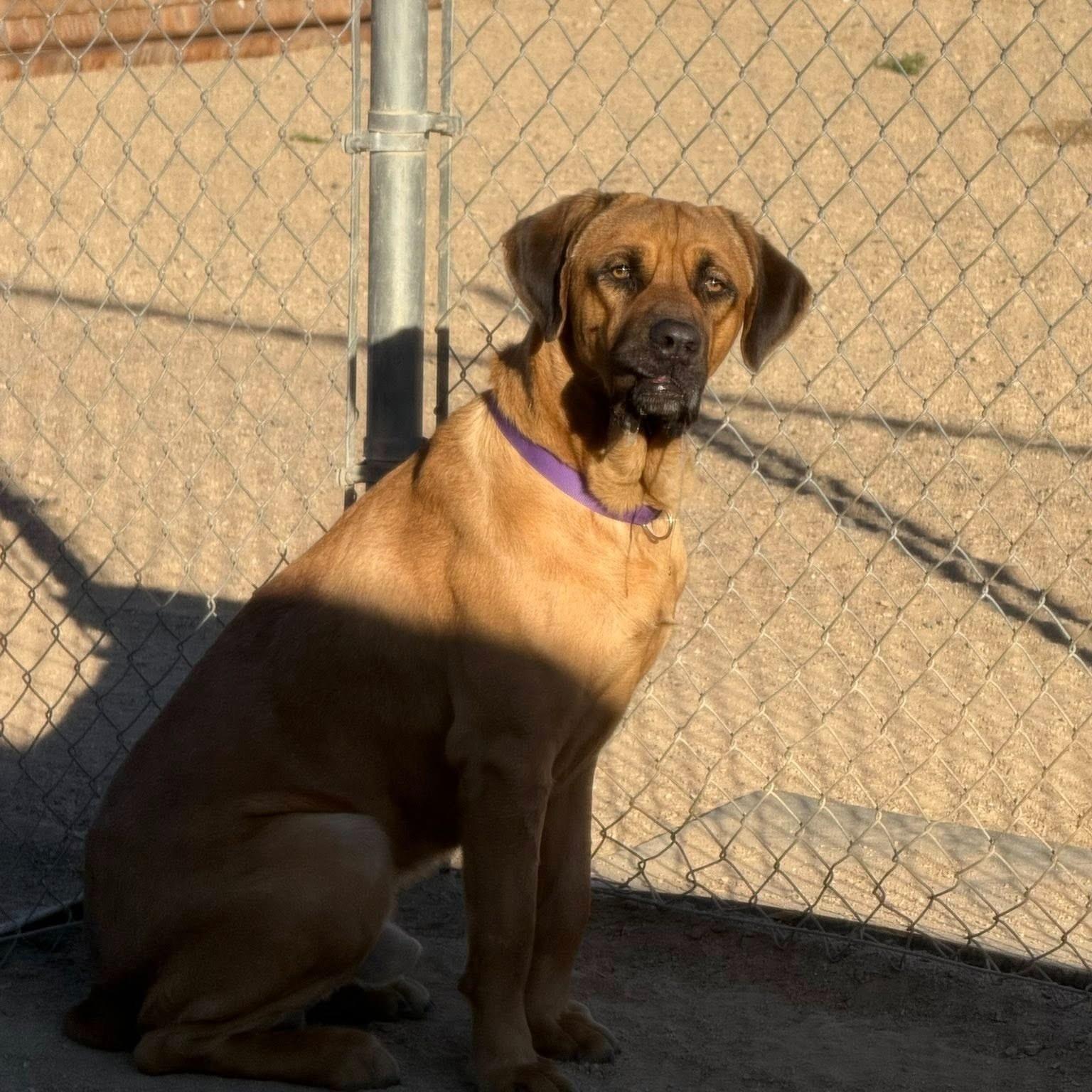 Enlarge Butterscotch, a Adoptable Mastiff in Glendale, AZ image 3/3