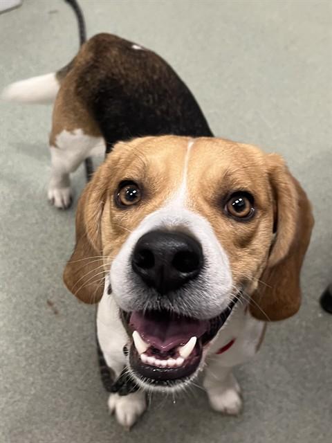 CHARLIE, Adoptable, Young Male Beagle.