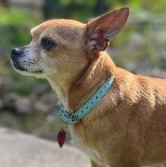 Enlarge Hansel, a Adoptable Chihuahua in Houston, TX image 1/2