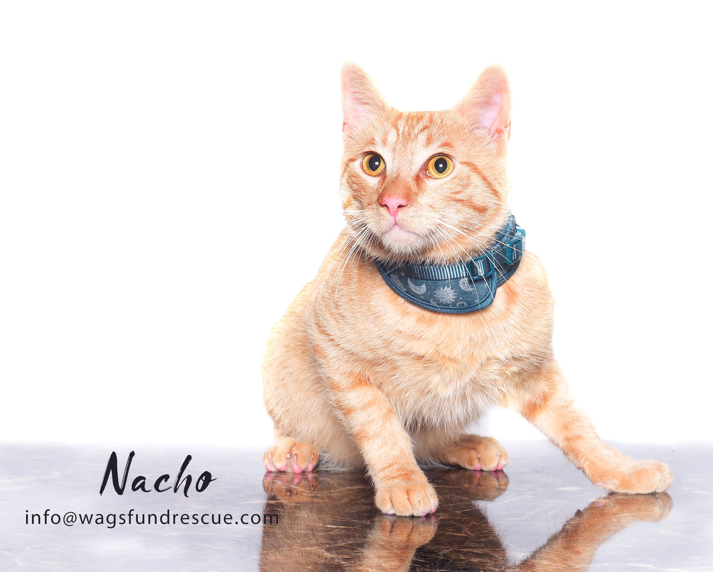 Nacho, a Adoptable Tabby in Houston, TX image 3/3