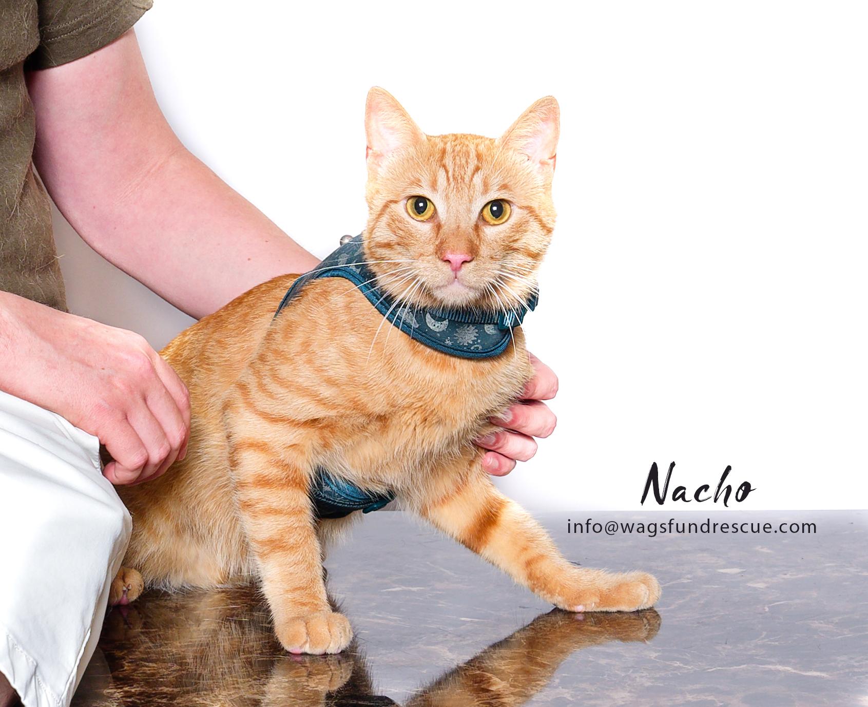 Nacho, a Adoptable Tabby in Houston, TX image 2/3