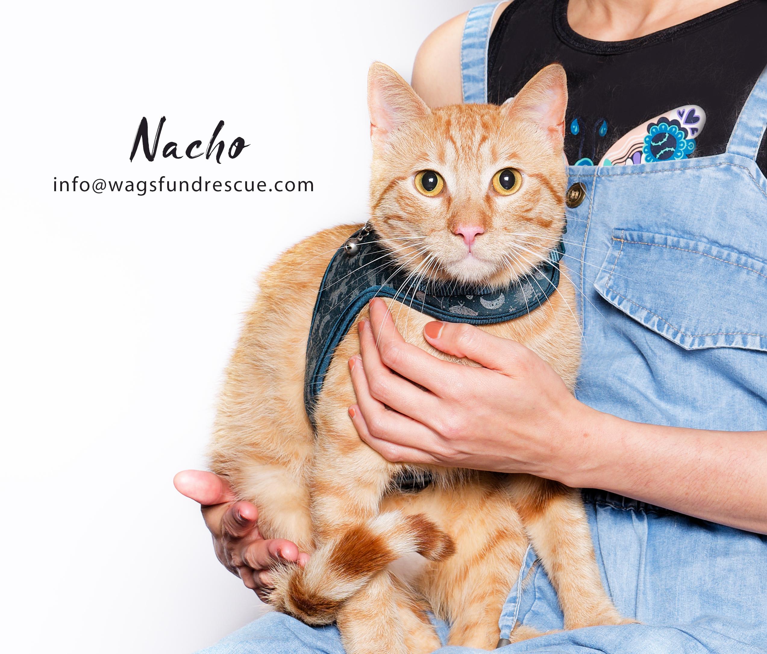 Nacho, Adoptable, Young Male Tabby.
