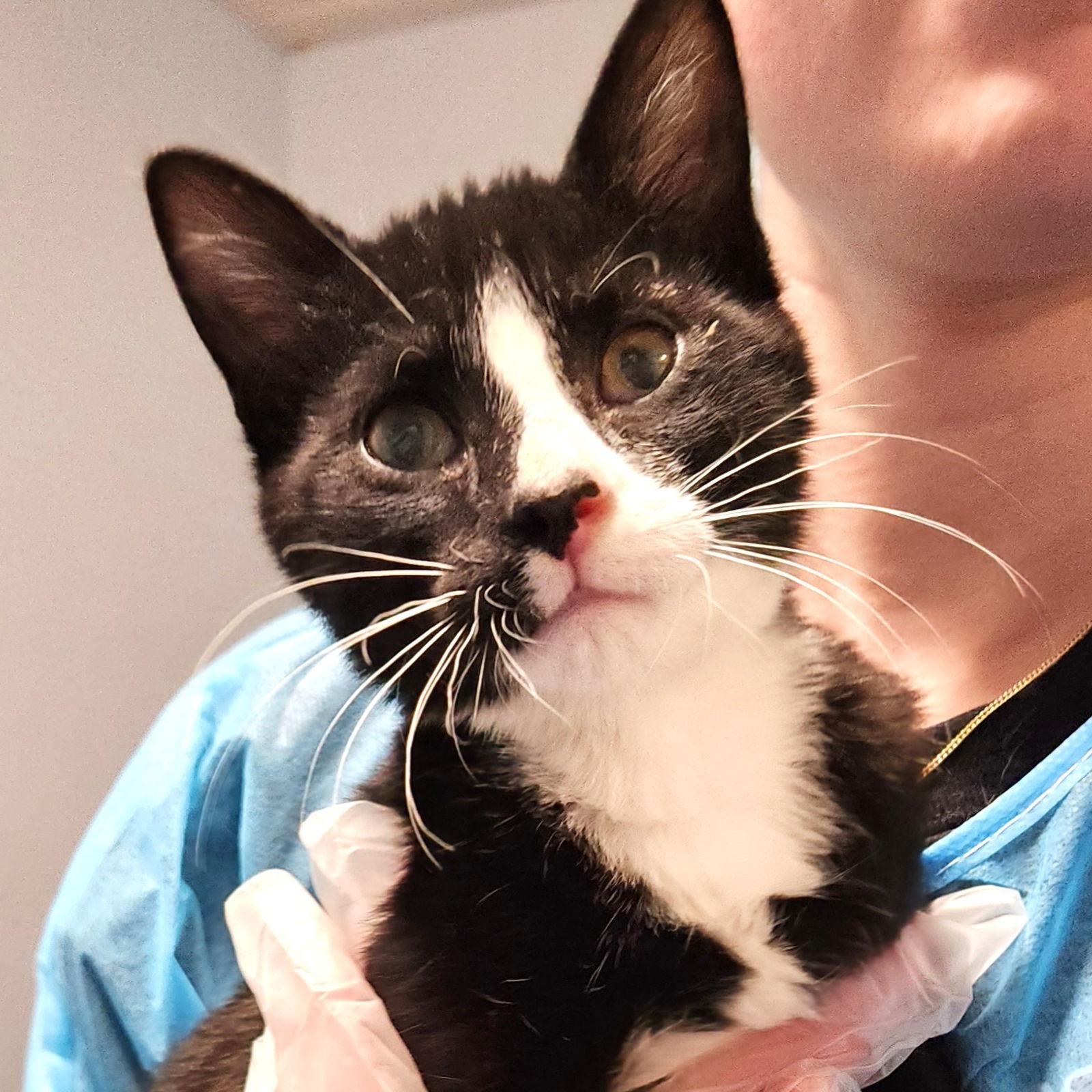 Michael, Adoptable, Young Male Tuxedo & Domestic Short Hair.