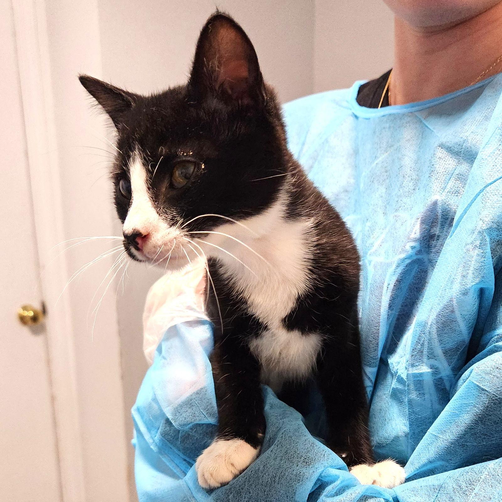 Enlarge Michael, a Adoptable mixed breed in Greenfield, IN image 2/2