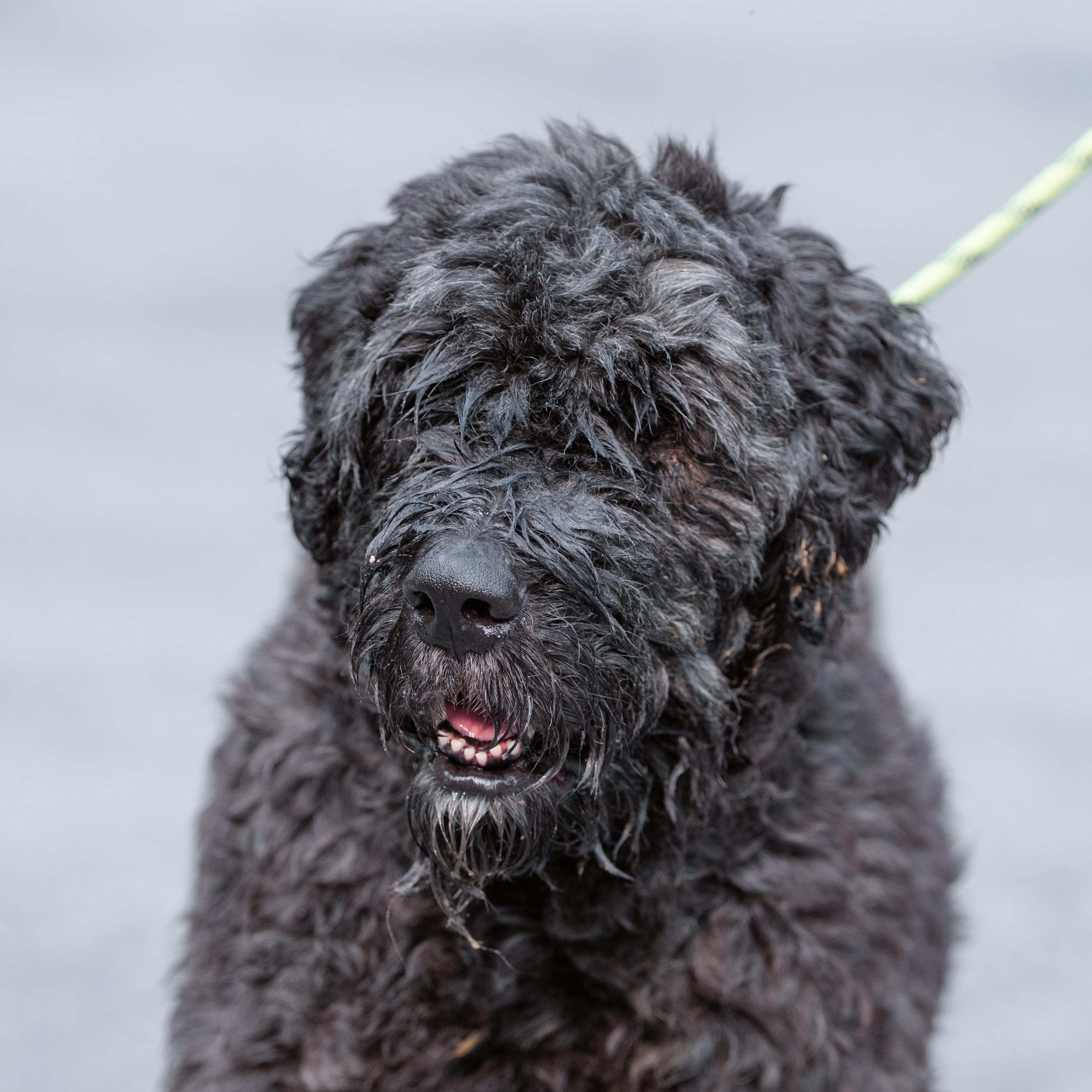 Bach, a ADOPTABLE Bouvier des Flandres in Chester Springs, PA image 2/5