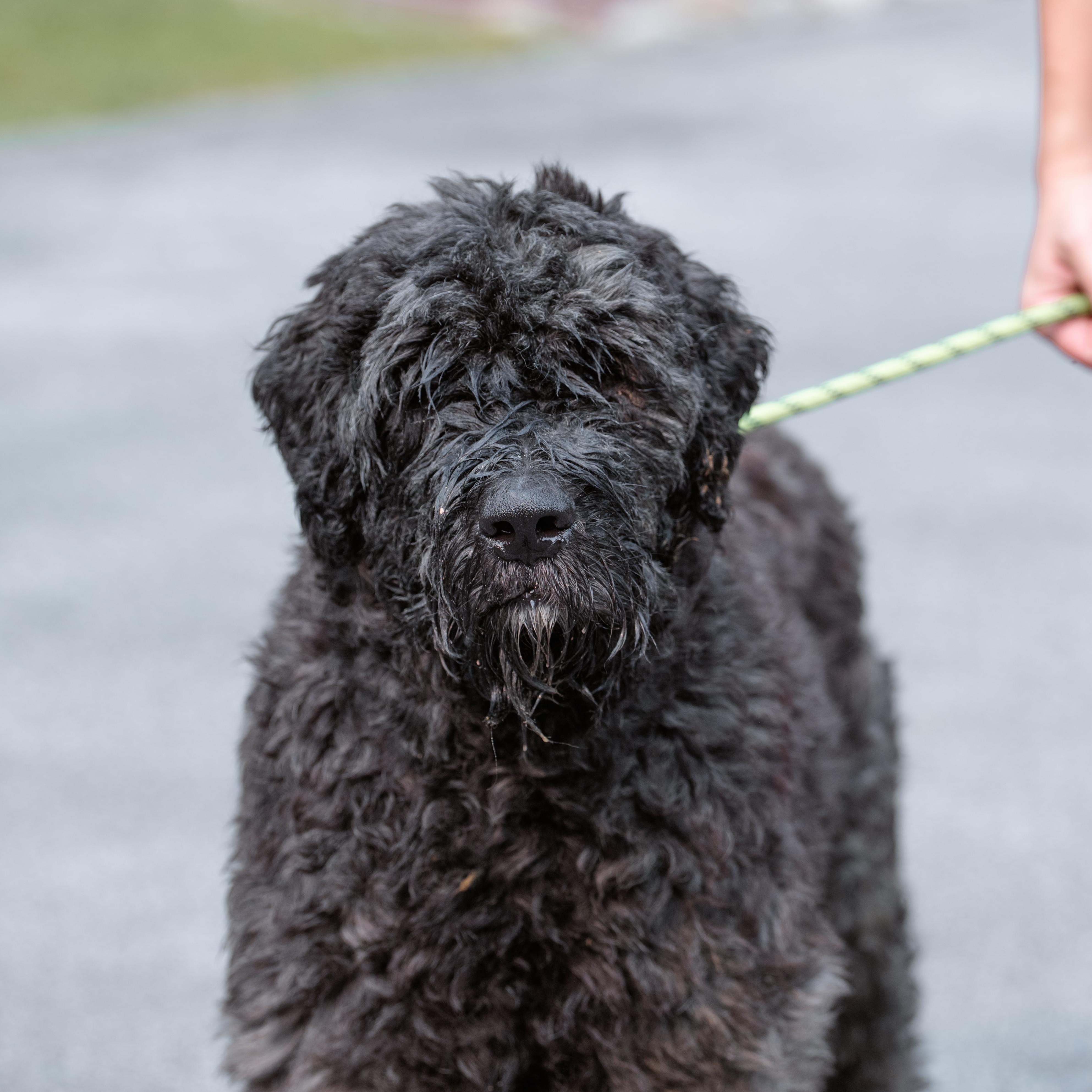 Bach, ADOPTABLE, Adult Male Bouvier des Flandres.