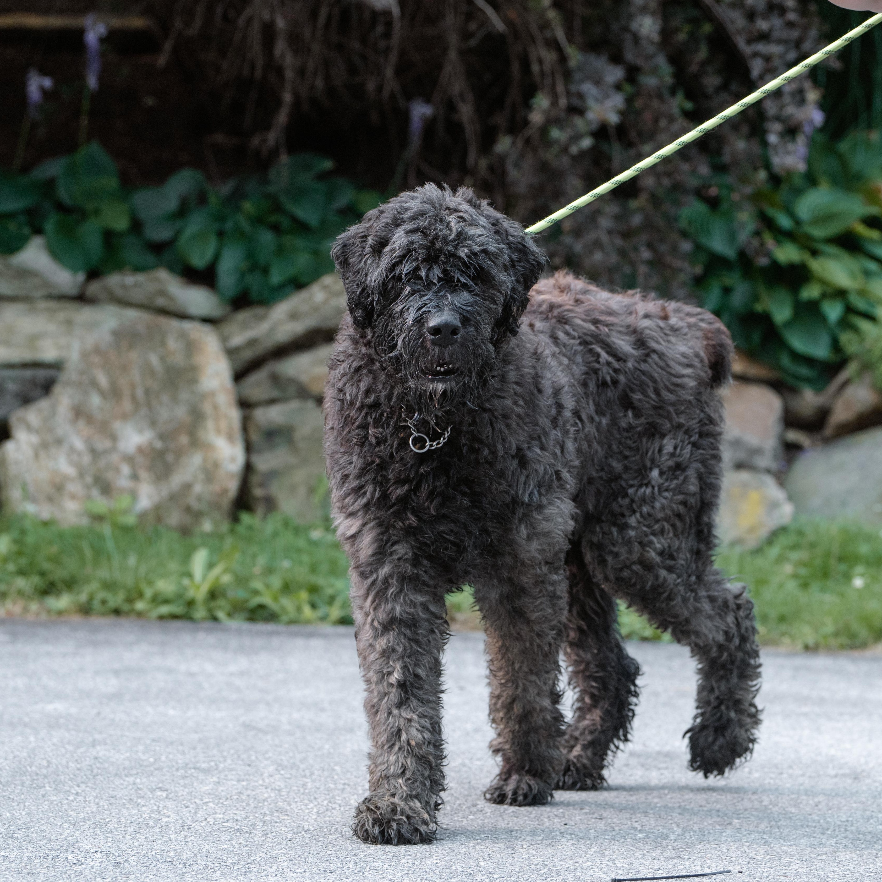 Bach, a ADOPTABLE Bouvier des Flandres in Chester Springs, PA image 3/5