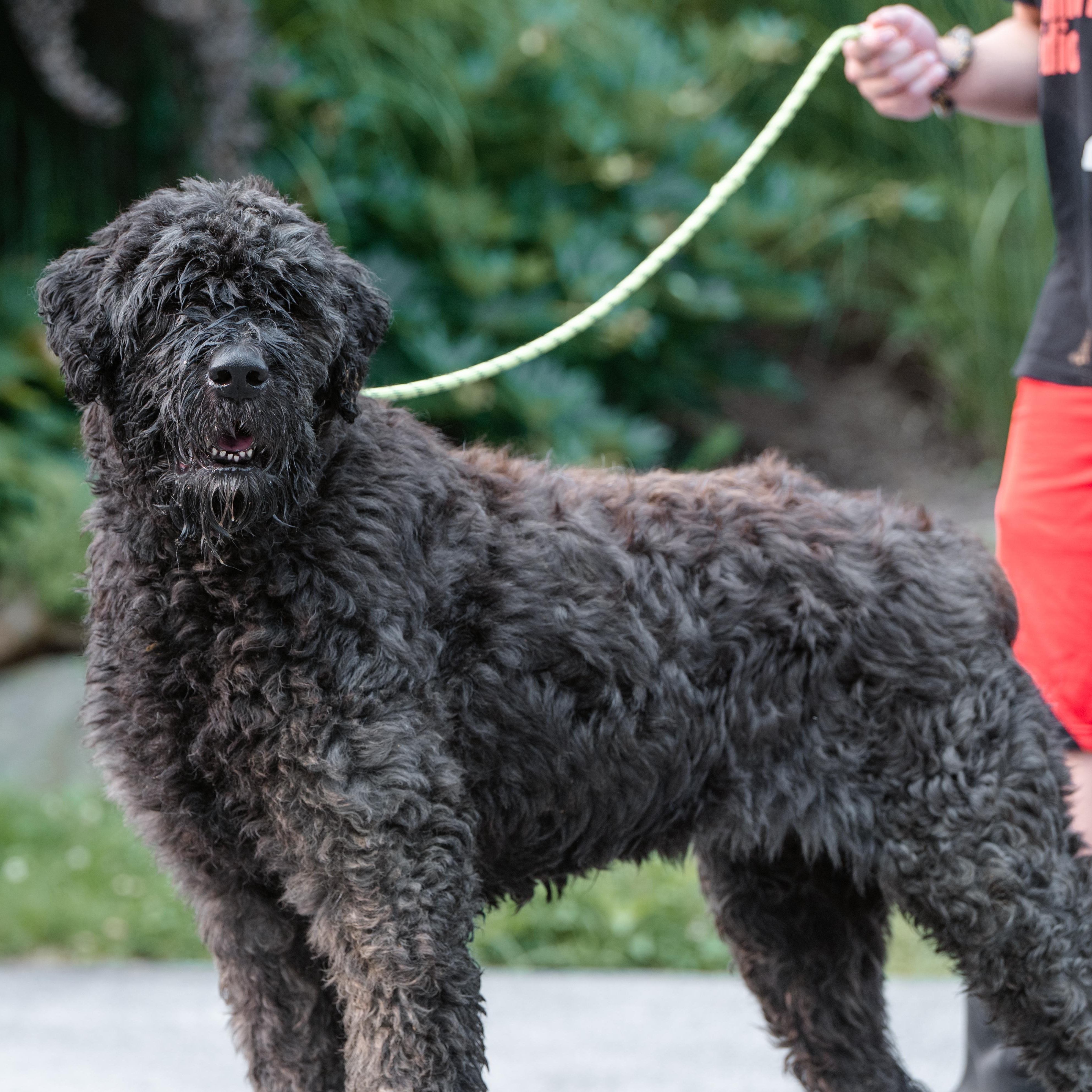 Bach, a ADOPTABLE Bouvier des Flandres in Chester Springs, PA image 4/5