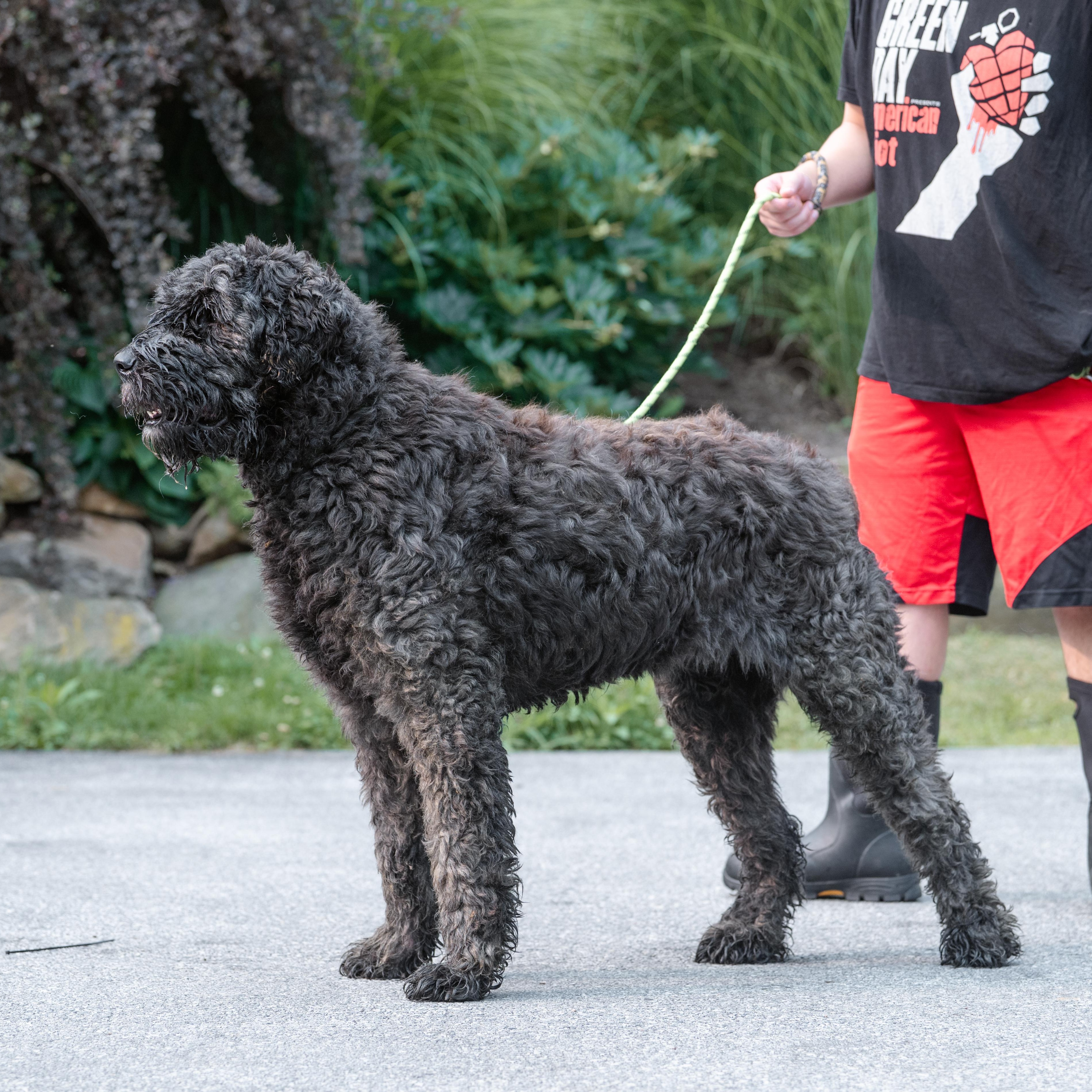 Bach, a ADOPTABLE Bouvier des Flandres in Chester Springs, PA image 5/5