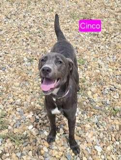 Cinco