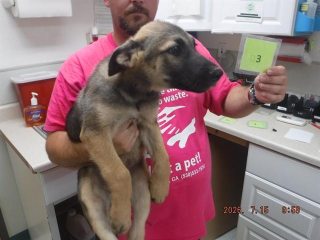 PUP3, Adoptable, Puppy Male Belgian Shepherd / Malinois & Mixed Breed.