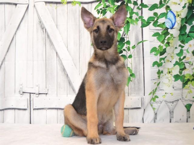 RUPERT, Adoptable, Puppy Male Belgian Shepherd / Malinois & Mixed Breed.
