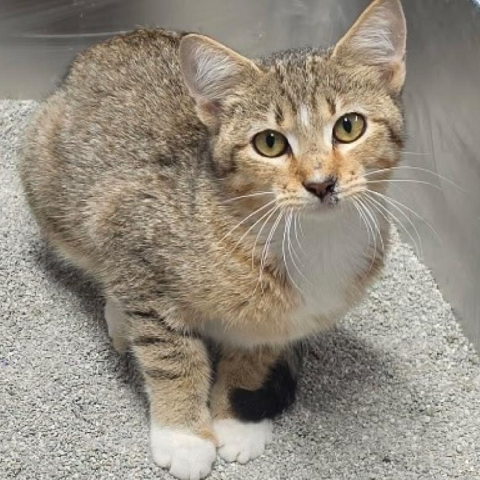 Enlarge Lollipop, a Adoptable Domestic Short Hair in Garfield, AR image 1/1