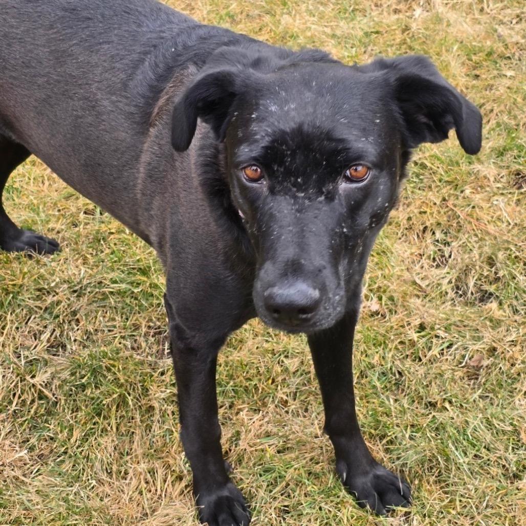 Scarlett, Adoptable, Adult Female Chesapeake Bay Retriever & Black Labrador Retriever.