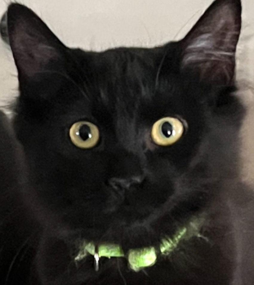 LIBRARY, Adoptable, Kitten Female Domestic Short Hair.