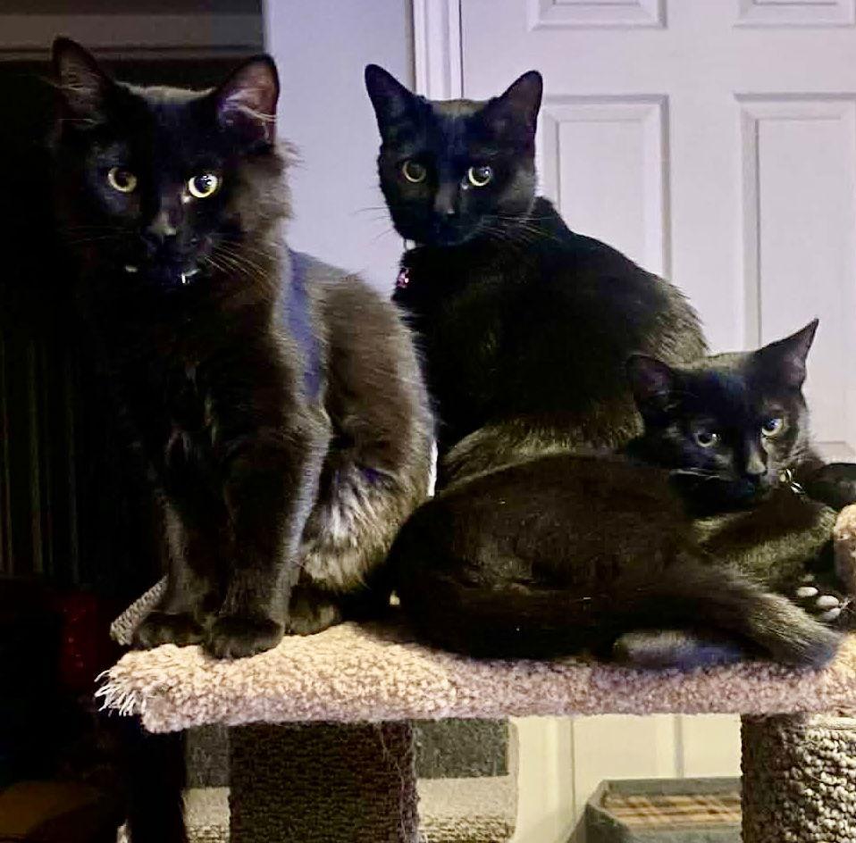 LIBRARY, a Adoptable Domestic Short Hair image 2/3