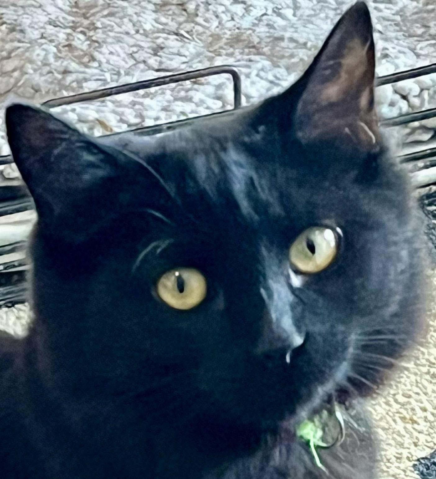 Enlarge LIBRARY, a Adoptable Domestic Short Hair in Minesing, ON image 4/6