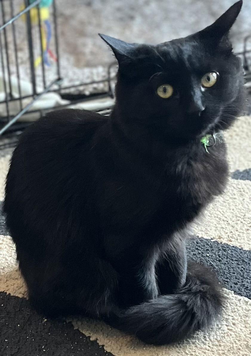 Enlarge LIBRARY, a Adoptable Domestic Short Hair in Minesing, ON image 5/6