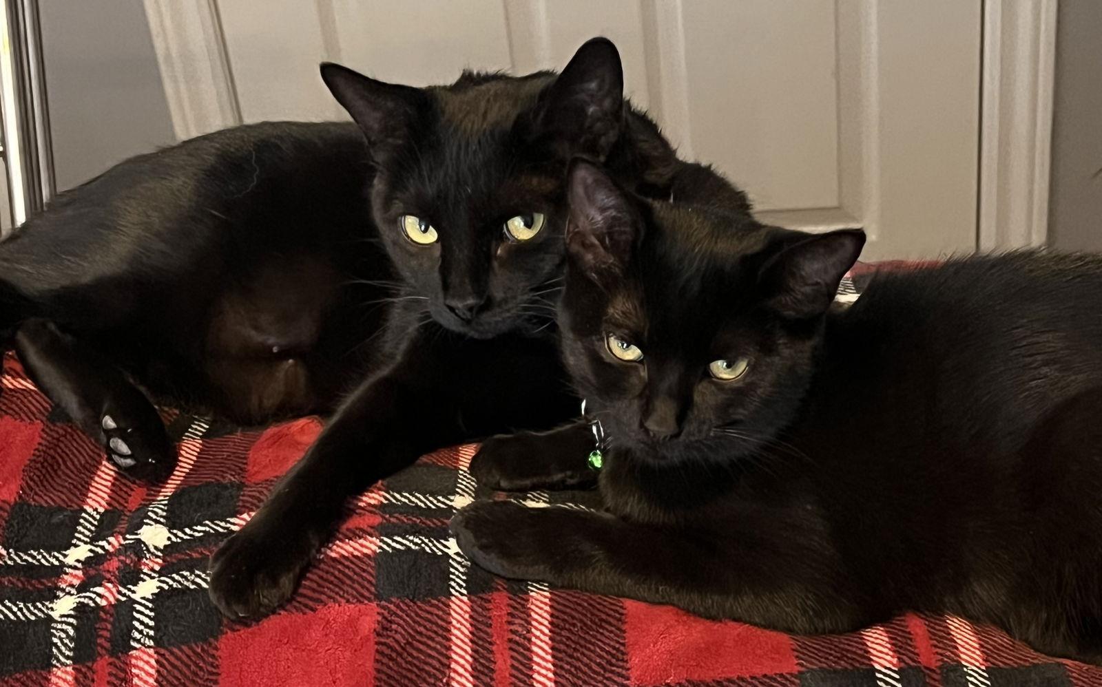 LIBRARY, a Adoptable Domestic Short Hair image 3/3