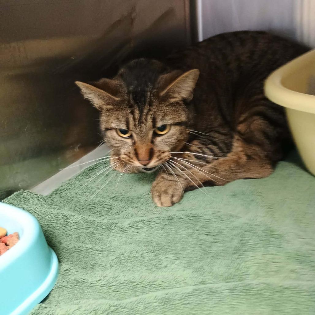 Sport, Adoptable, Young Female Domestic Short Hair.