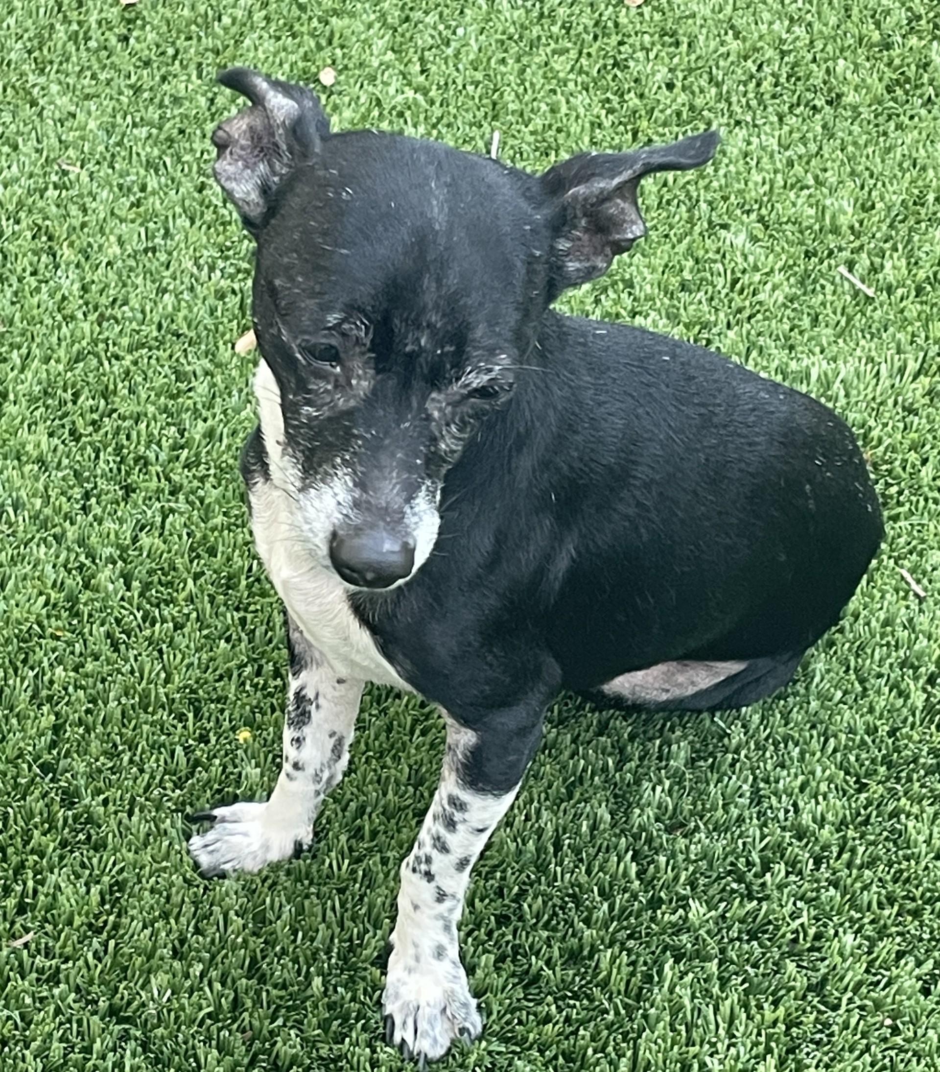 Enlarge Max, a ADOPTABLE mixed breed in Sarasota, FL image 2/5