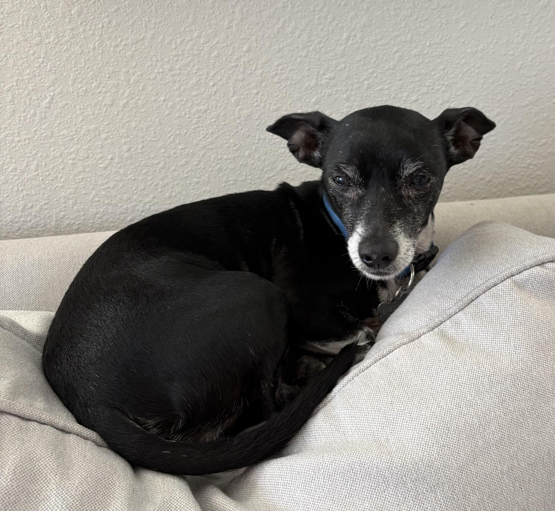 Enlarge Max, a ADOPTABLE mixed breed in Sarasota, FL image 4/5