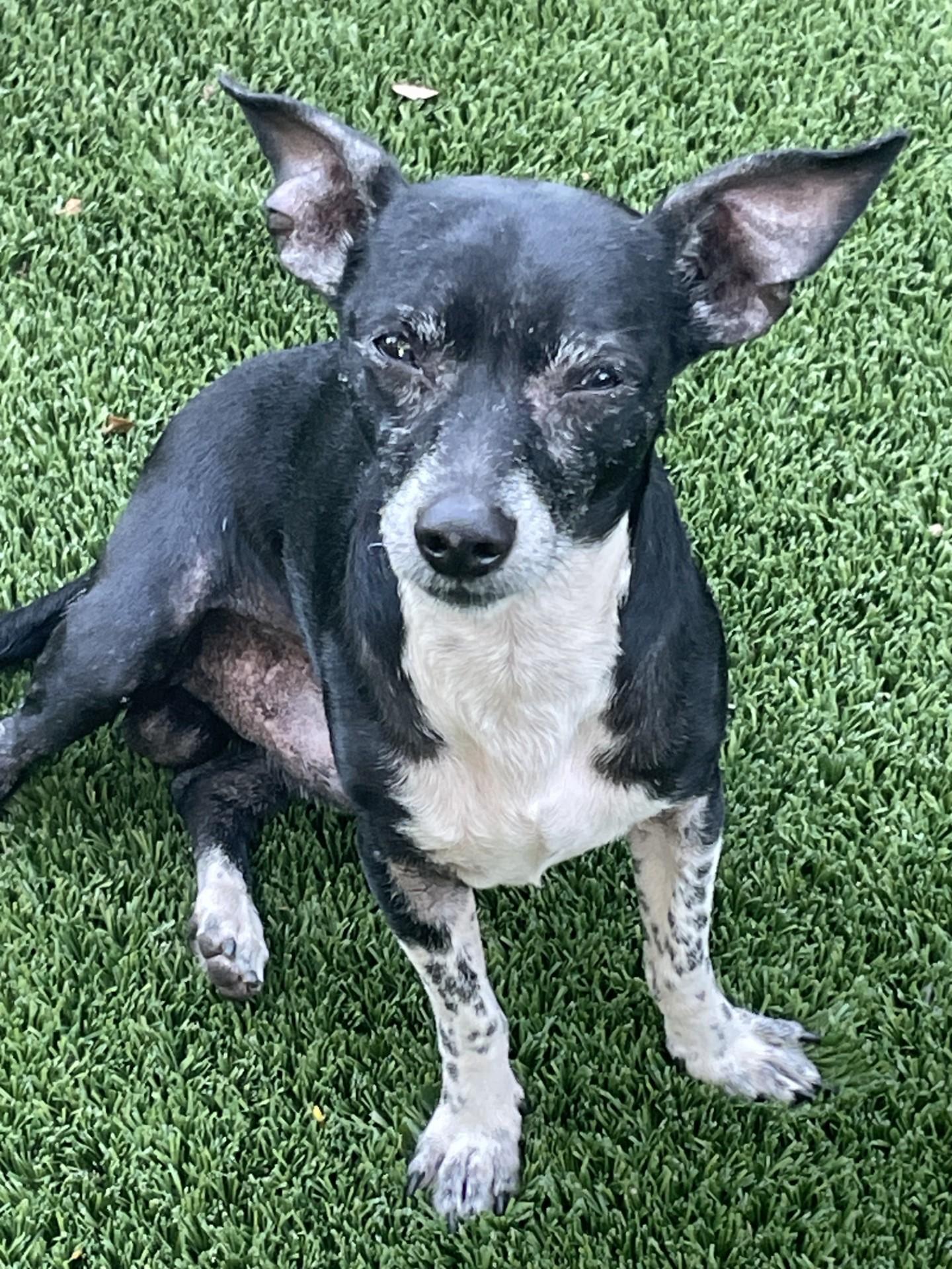 Enlarge Max, a ADOPTABLE mixed breed in Sarasota, FL image 5/5
