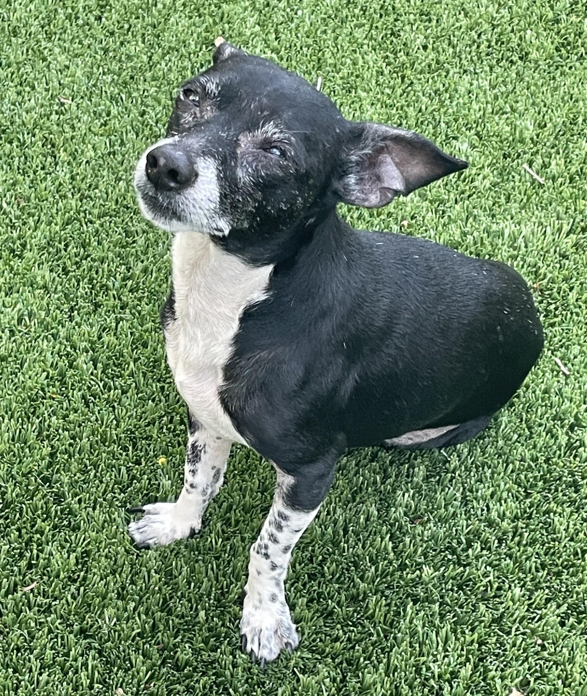 Enlarge Max, a ADOPTABLE mixed breed in Sarasota, FL image 3/5