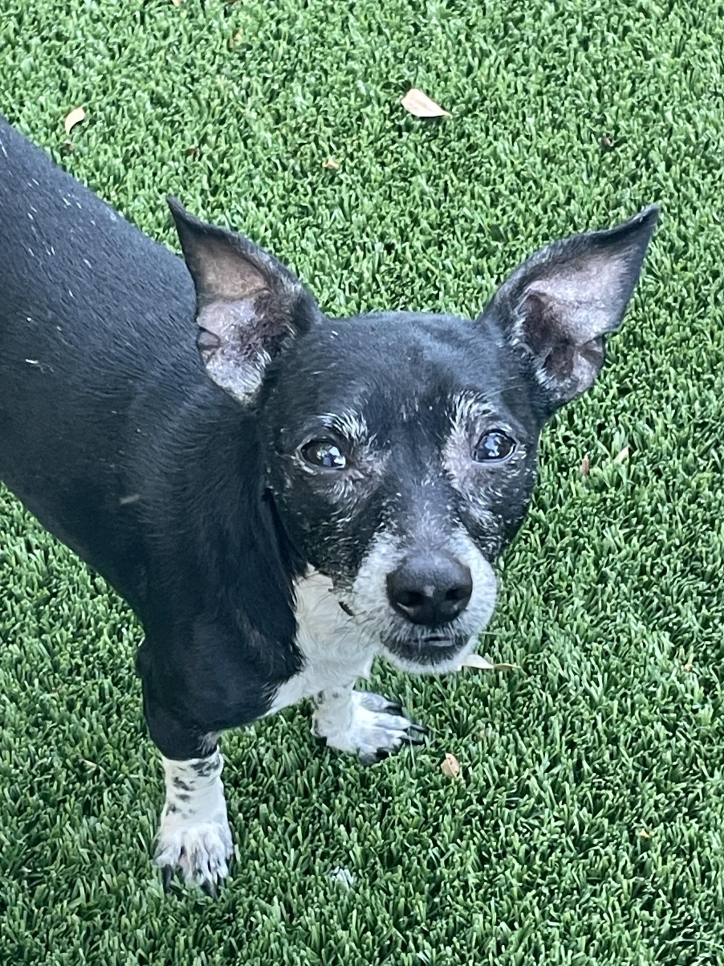 Enlarge Max, a ADOPTABLE mixed breed in Sarasota, FL image 1/5