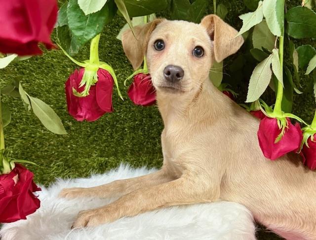 Kangaroo, a Adoptable mixed breed in Anderson, CA image 4/6