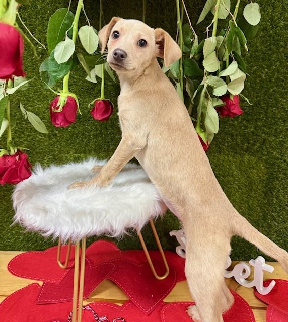 Kangaroo, a Adoptable mixed breed in Anderson, CA image 6/6