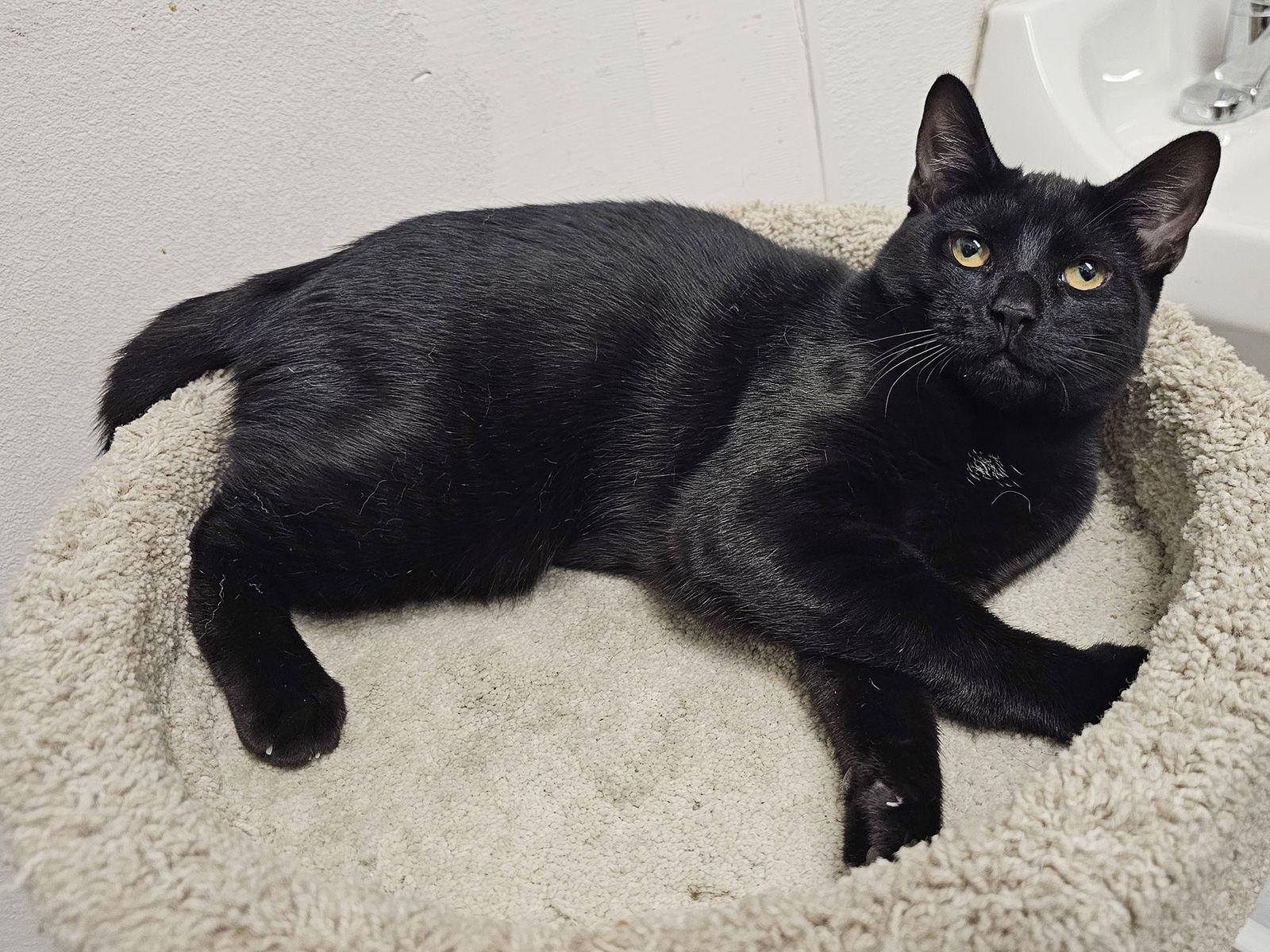 Claritin, Adoptable, Kitten Female Domestic Short Hair.