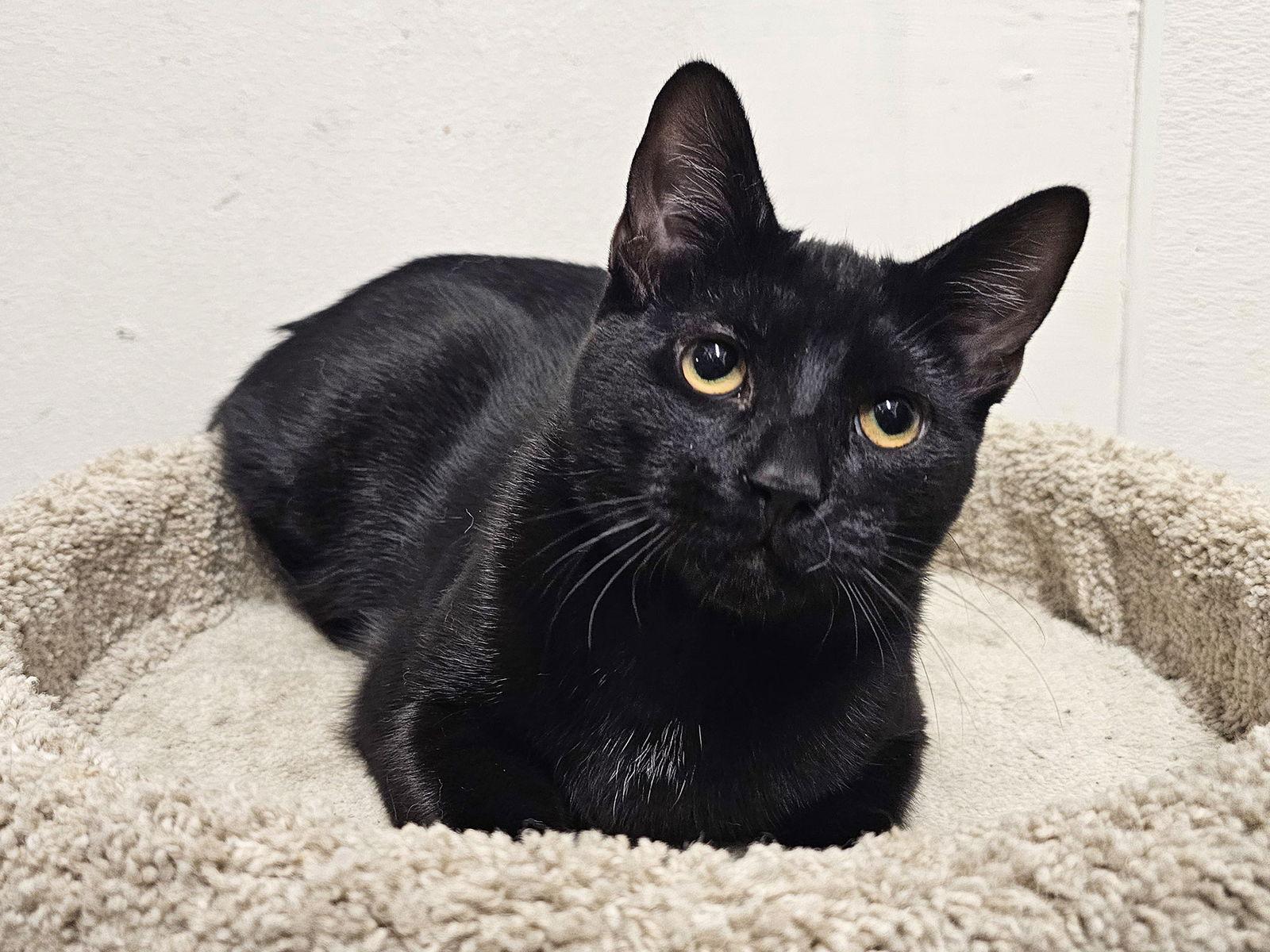 Enlarge Claritin, a Adoptable Domestic Short Hair in Mission Viejo, CA image 2/3