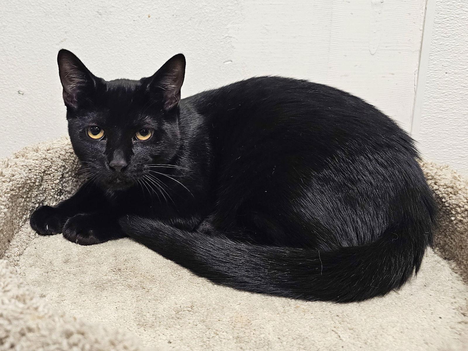 Enlarge Claritin, a Adoptable Domestic Short Hair in Mission Viejo, CA image 3/3