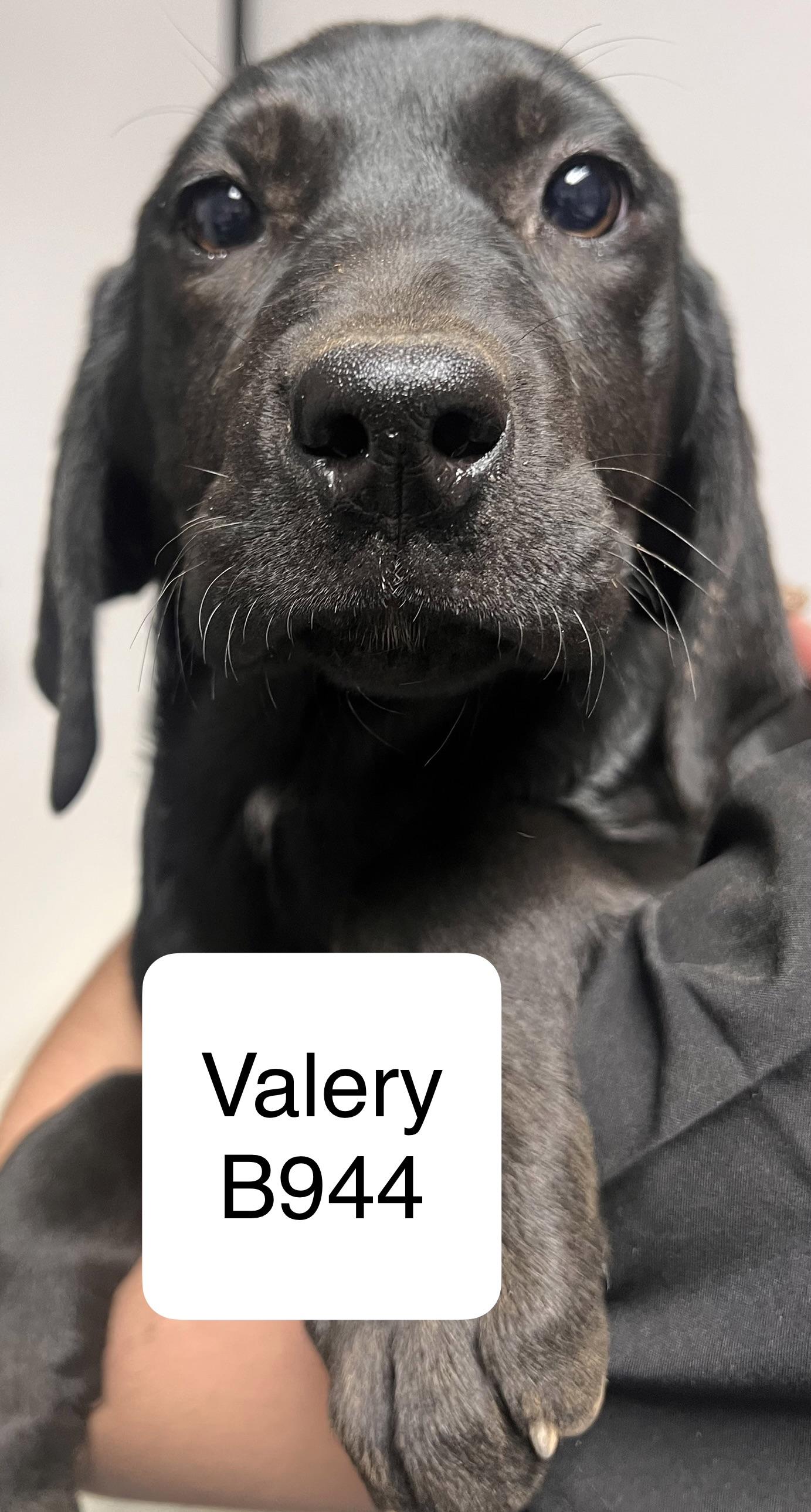Enlarge Valery, a ADOPTABLE mixed breed in Morganton, NC image 1/1