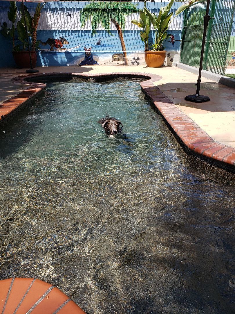 Heidi, a Adoptable American Staffordshire Terrier in Brea, CA image 2/7