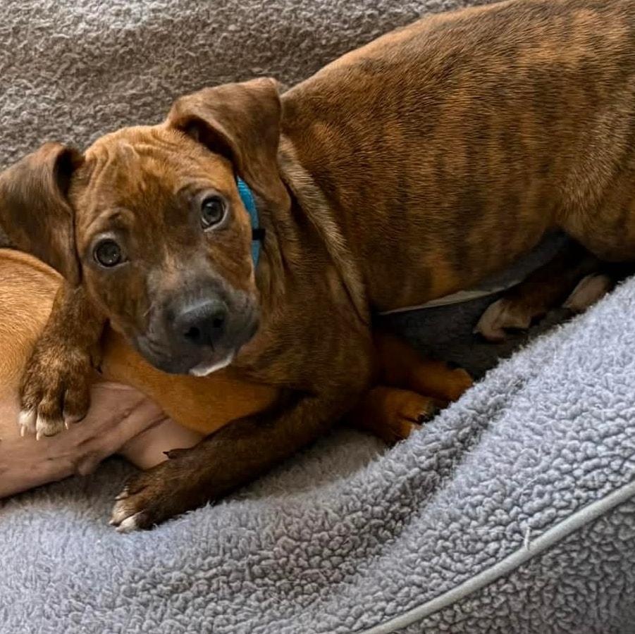 Enlarge Neev *Adorable Hound-Mix Puppy*, a ADOPTABLE mixed breed in Riverview, FL image 4/6